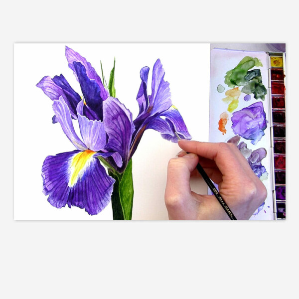 How to paint a multicoloured flower in watercolour Anna Mason Art