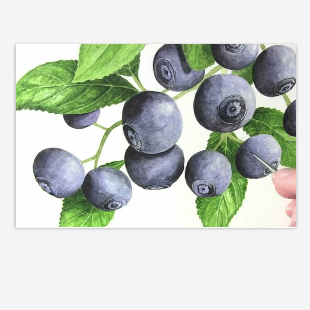 Blueberry Bloom