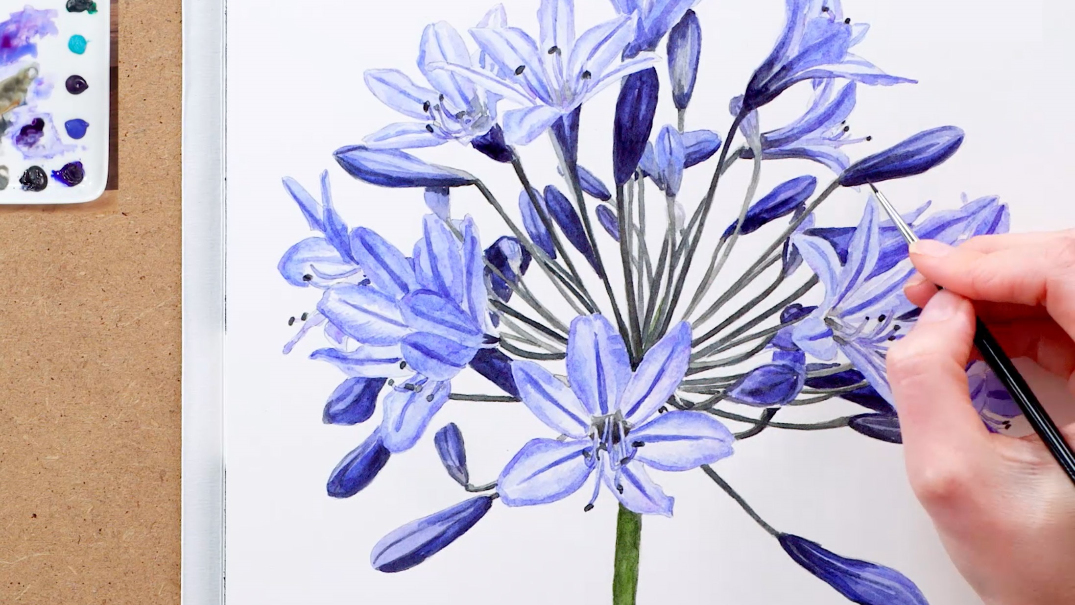 tipfeaturedimageagapanthus
