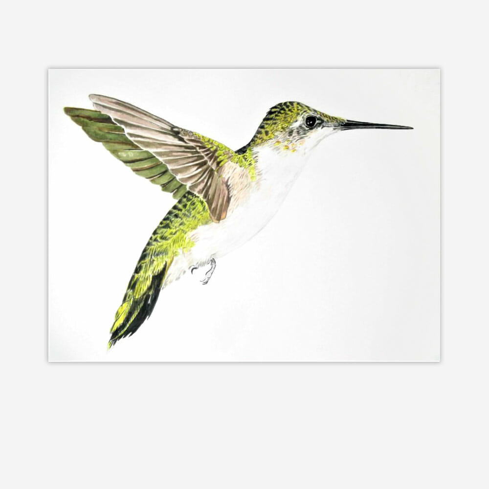 Carole Anne’s Hummingbird – Anna Mason Art