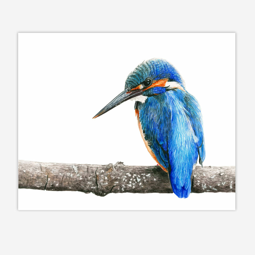 Realistic vibrant watercolour Kingfisher colours palette