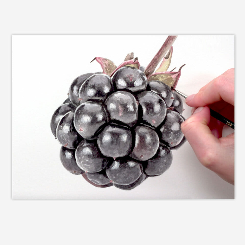 blackberry shine