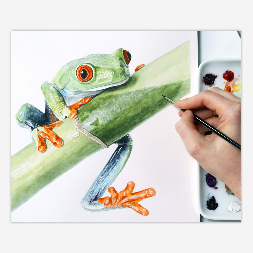 How To Paint A Realistic Tree Frog In Watercolour Anna Mason Art