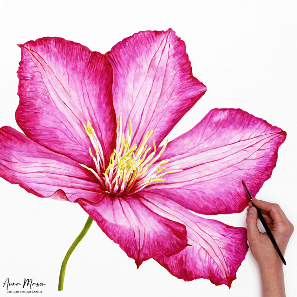 clematis flower painting in watercolour