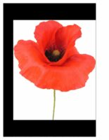 Red Poppy – Anna Mason Art